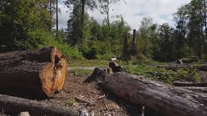 Trusted Haviland, NY Tree Services Experts