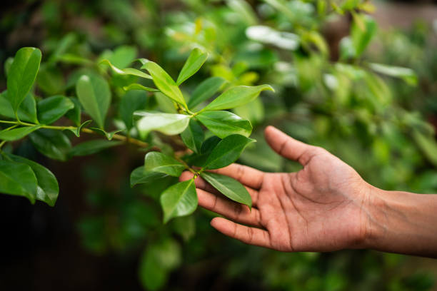 How Our Tree Care Process Works  in  Haviland, NY